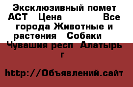 Эксклюзивный помет АСТ › Цена ­ 30 000 - Все города Животные и растения » Собаки   . Чувашия респ.,Алатырь г.